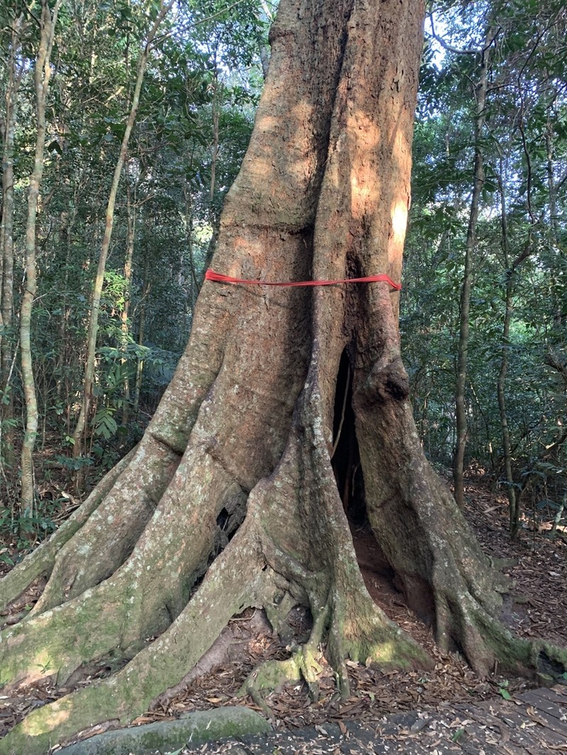 Quercus asymmetrica