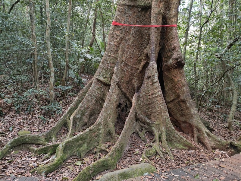 Quercus asymmetrica photo 3