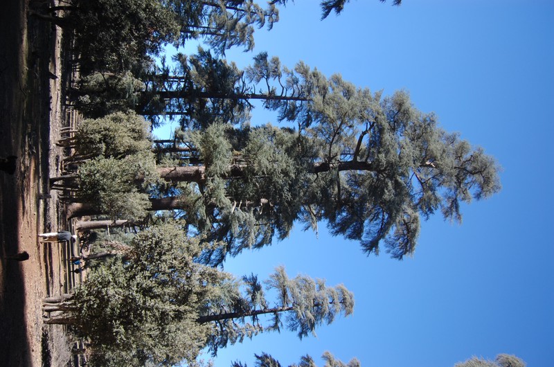 hybrid oak photo 2