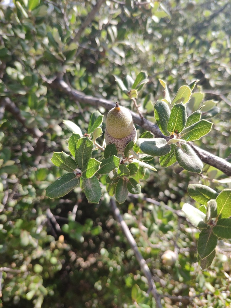 Quercus aucheri photo 2