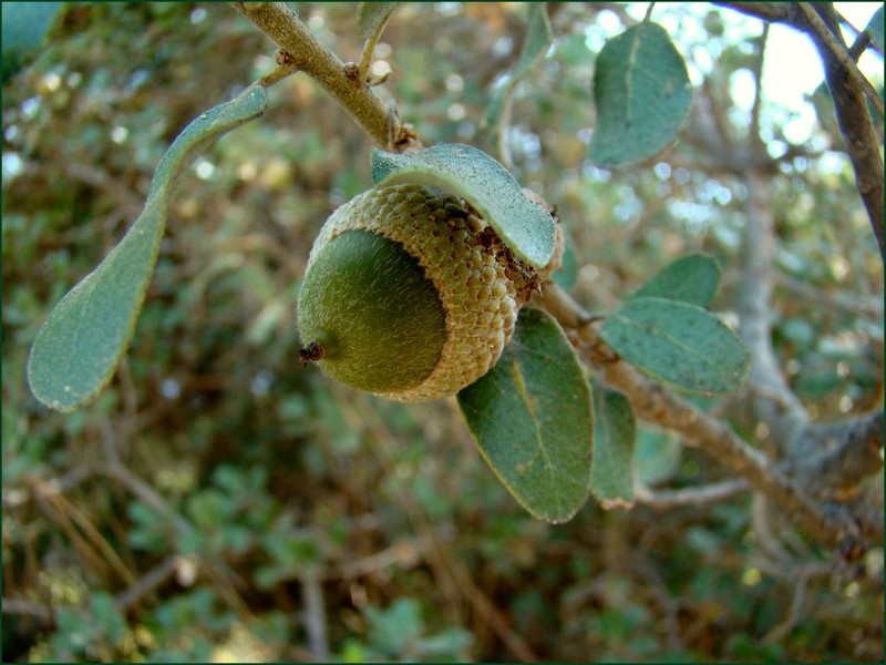 Quercus aucheri photo 3