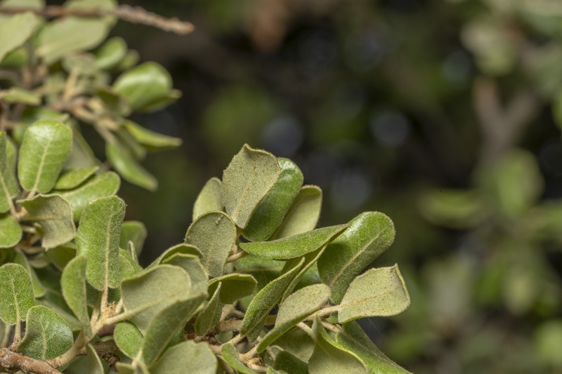 Quercus aucheri photo 4
