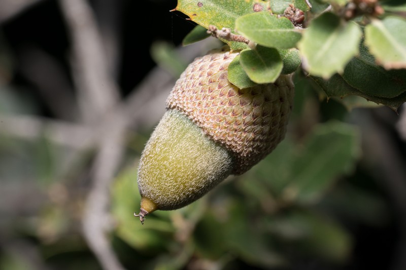 Quercus aucheri photo 5