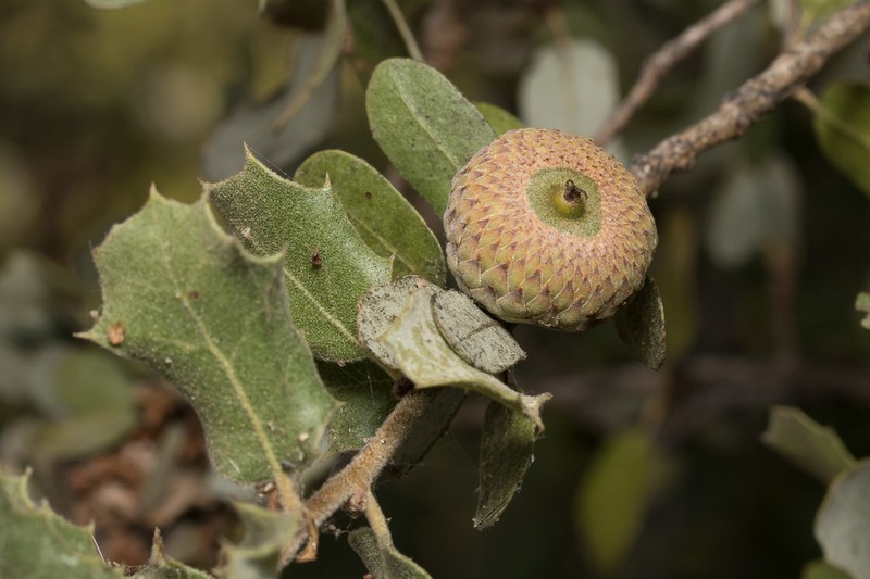 Quercus aucheri photo 6