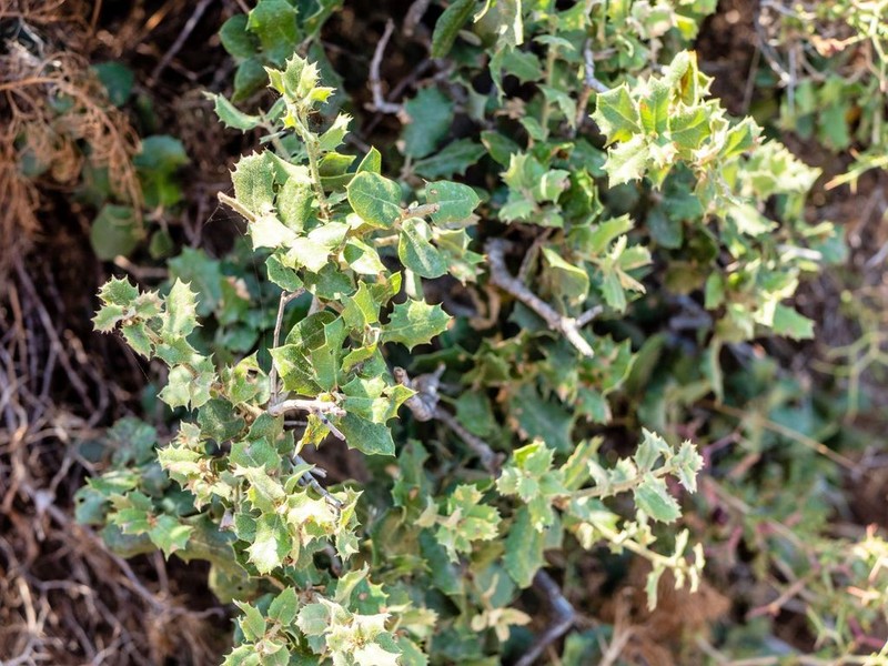 Quercus aucheri photo 7