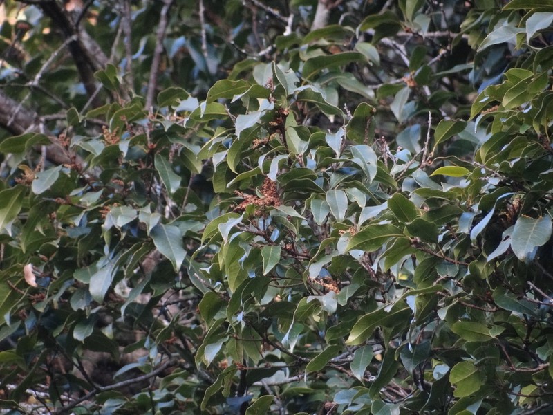 Quercus augustinei