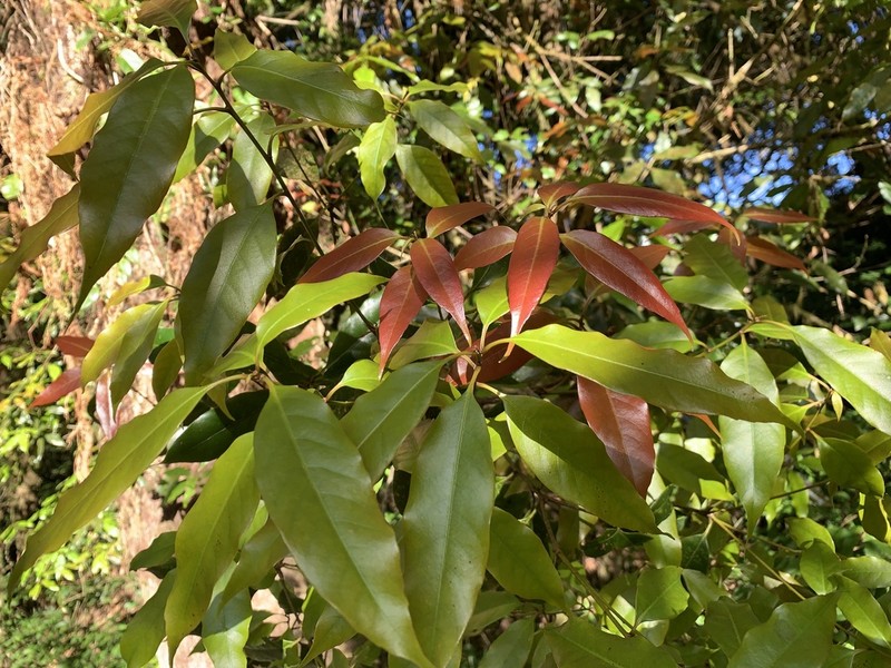 Quercus augustinei photo 2