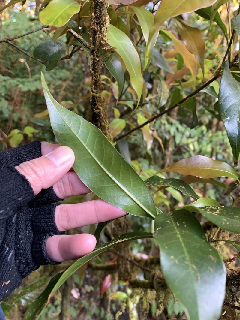 Quercus augustinei photo 3