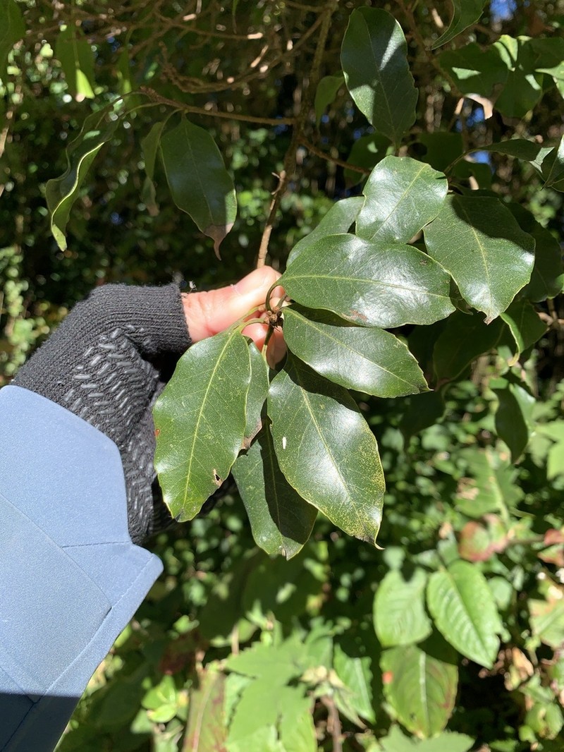 Quercus augustinei photo 4