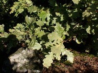 Quercus aurea