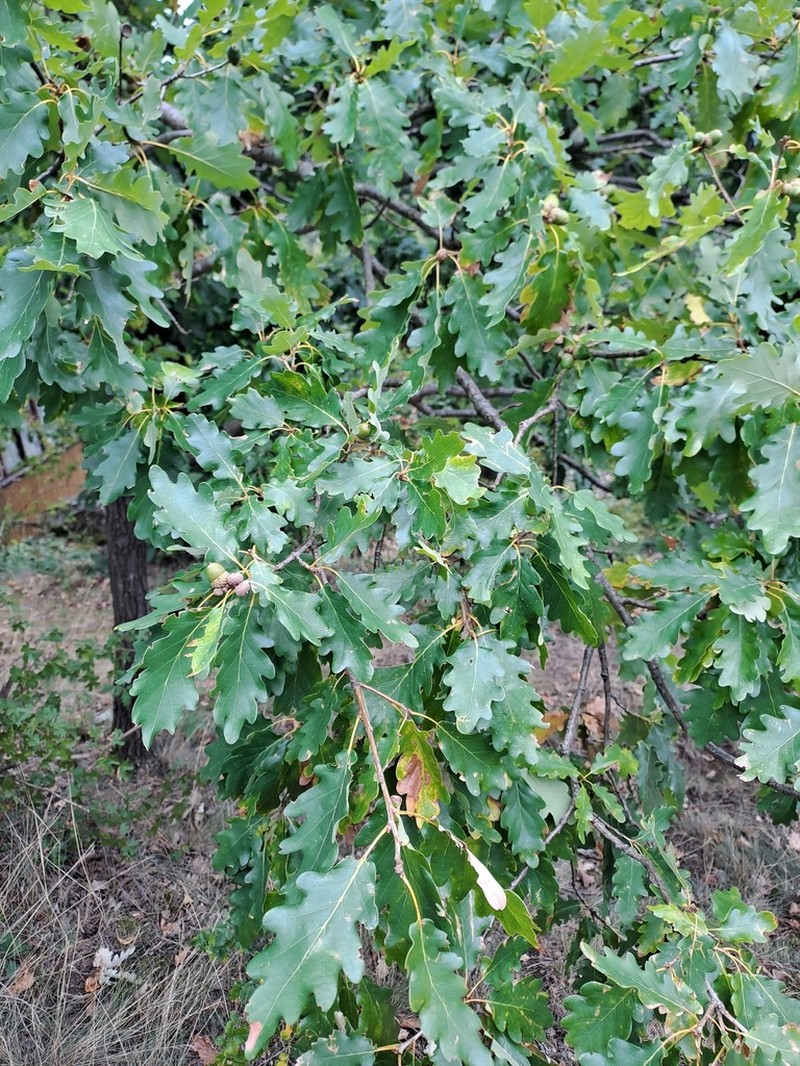 Quercus aurea photo 2