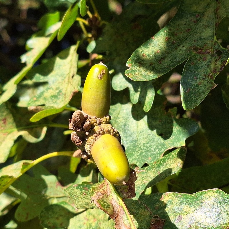Quercus aurea photo 3