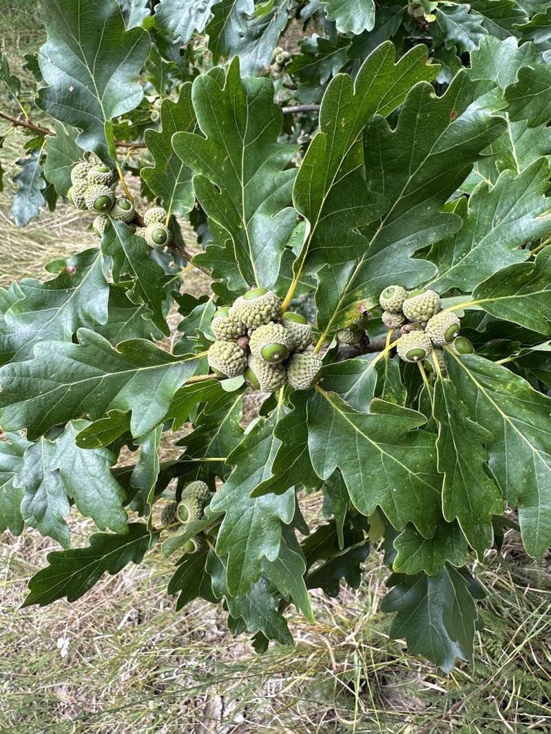 Quercus aurea photo 4