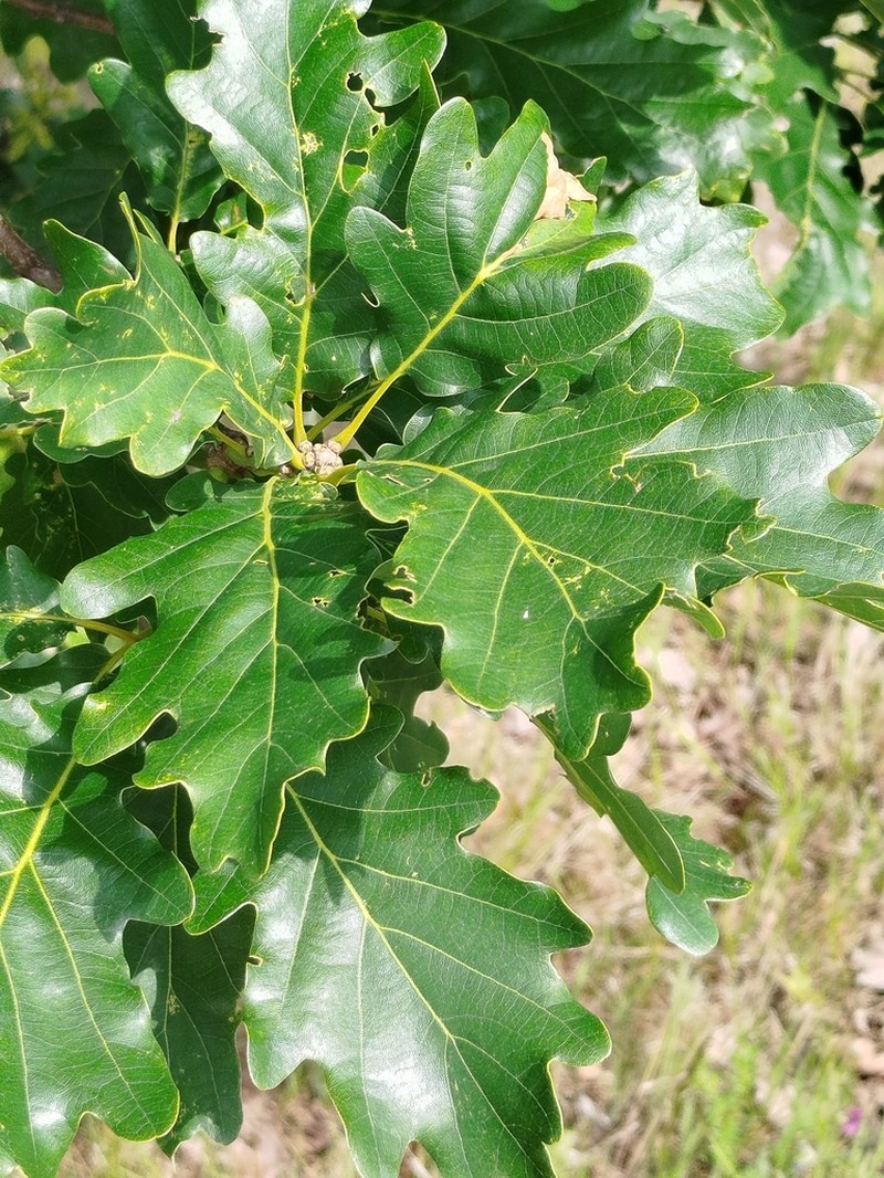 Quercus aurea photo 5