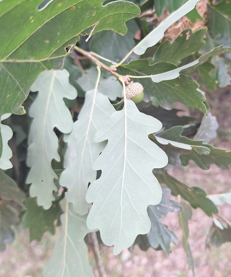 Quercus aurea photo 6