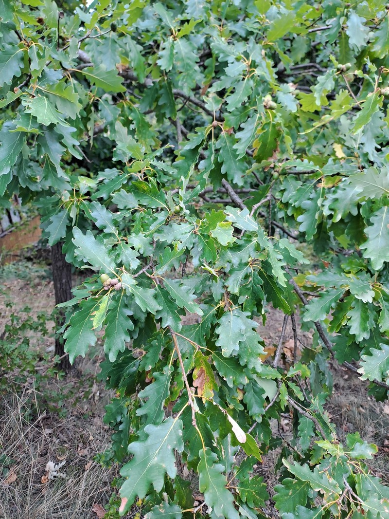 Quercus aurea photo 7