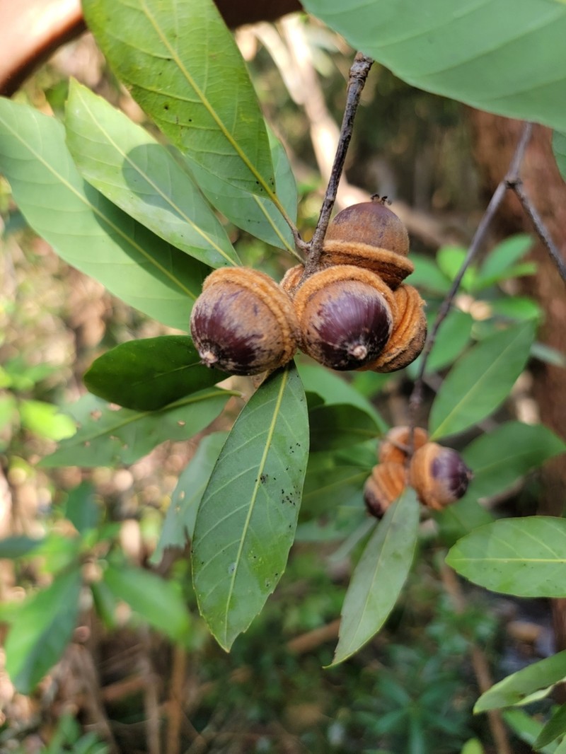 Quercus auricoma photo 2