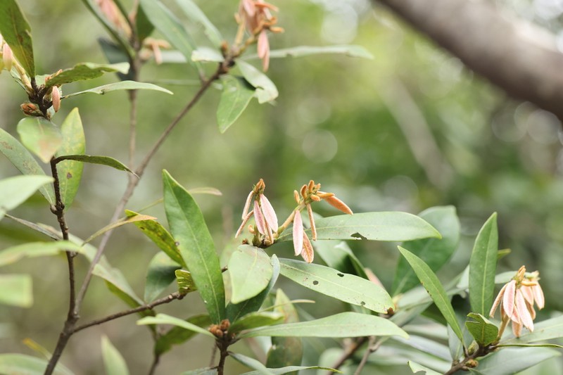 Quercus auricoma photo 3