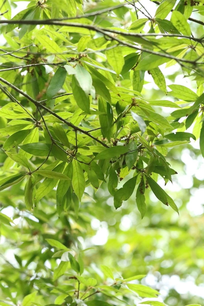 Quercus auricoma photo 4