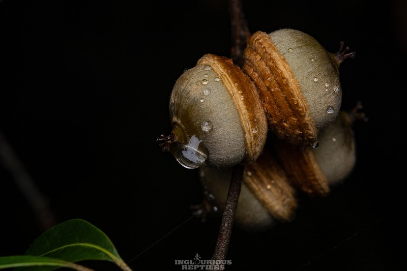 Quercus auricoma photo 5