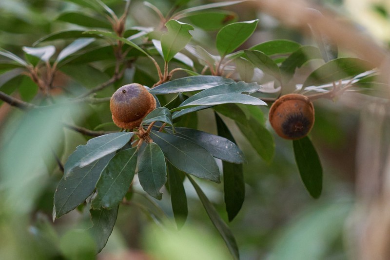 Quercus auricoma photo 6