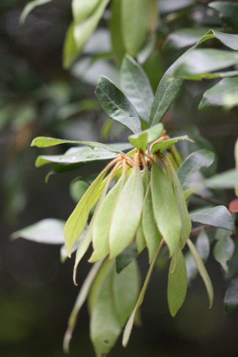 Quercus auricoma photo 7