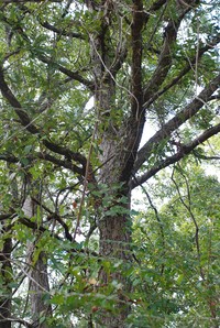 Bastard White Oak