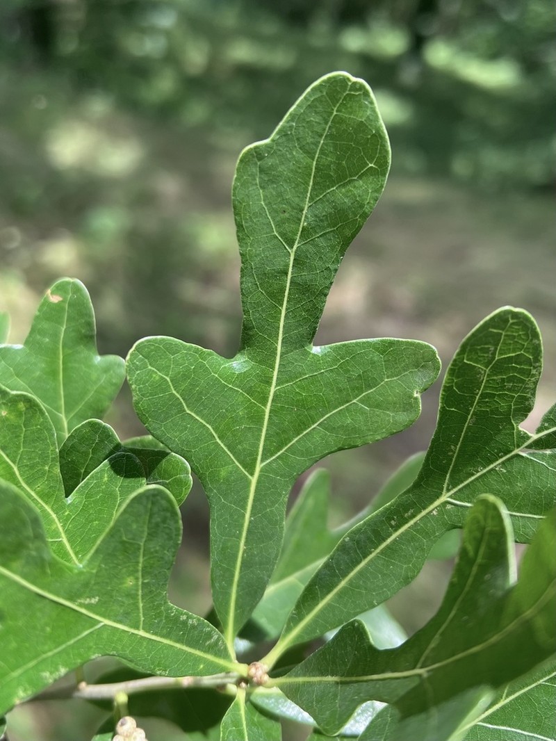 Bastard White Oak photo 2