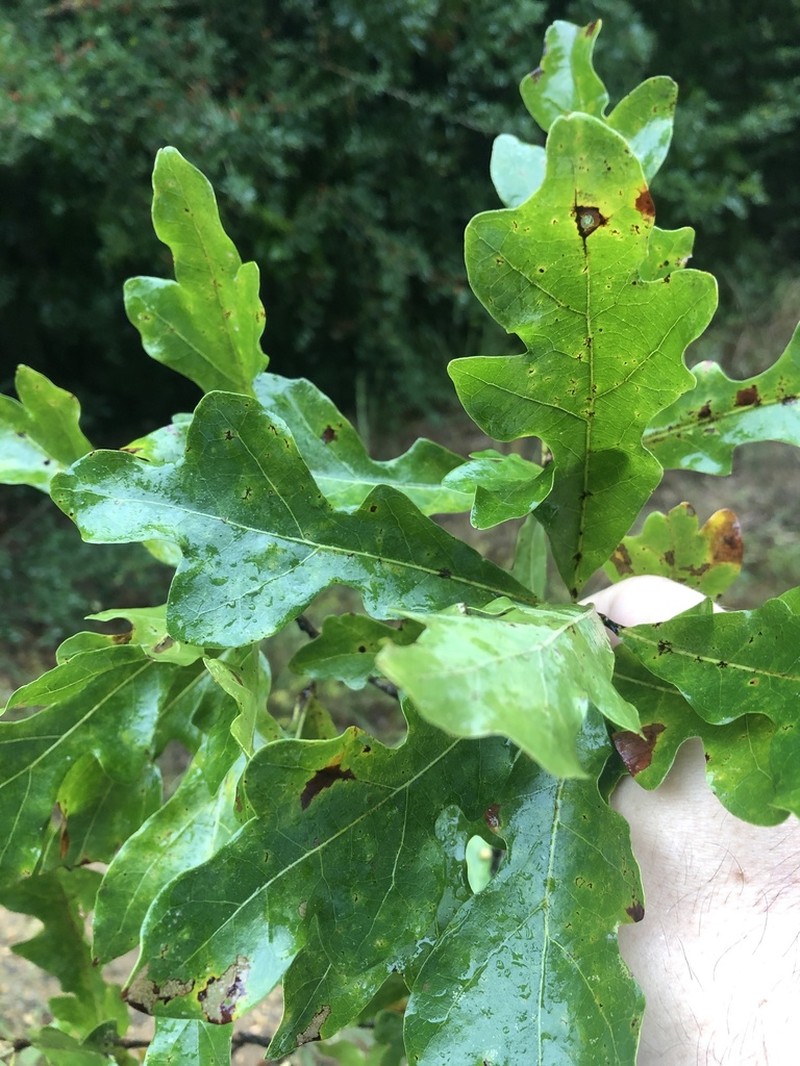 Bastard White Oak photo 4