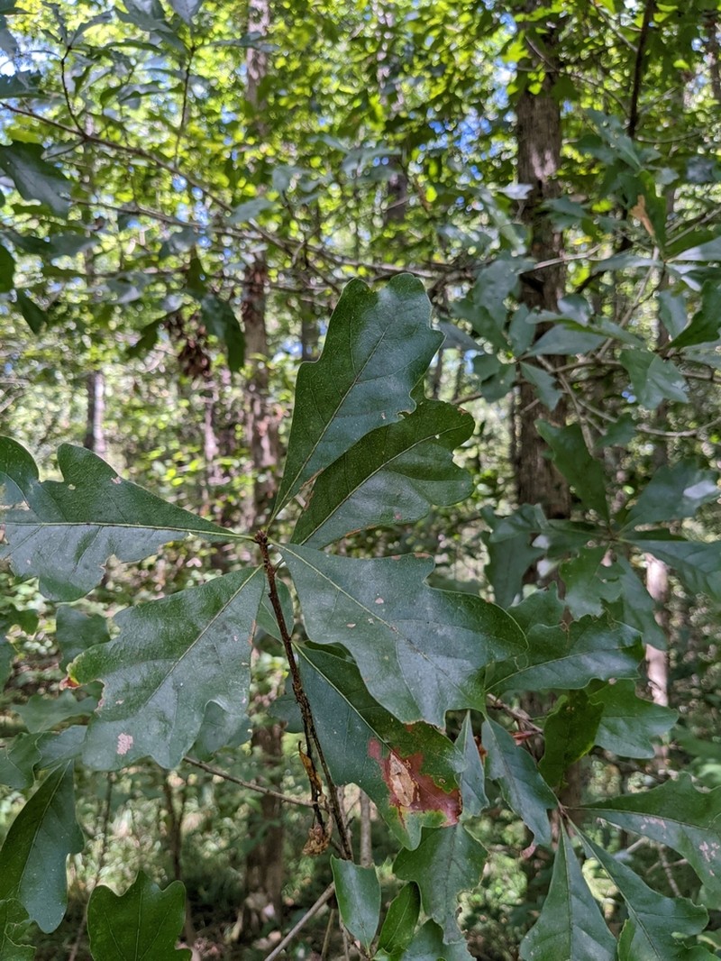 Bastard White Oak photo 6