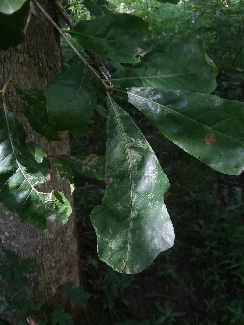 Bastard White Oak photo 7