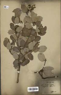 Quercus baloot