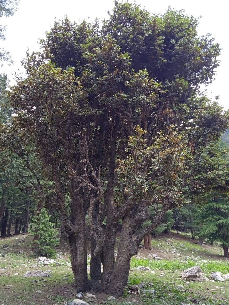 Quercus baloot photo 2