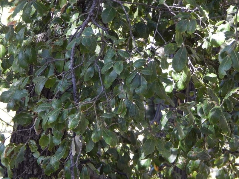 Quercus baloot photo 4
