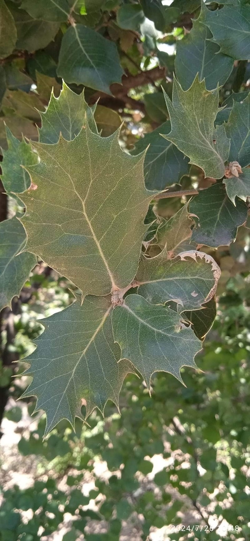 Quercus baloot photo 5