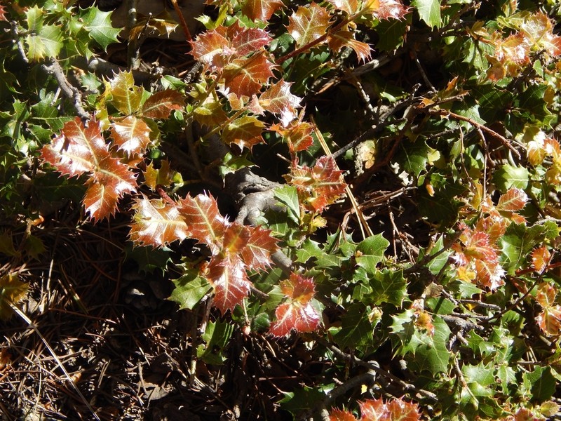 Quercus baloot photo 7
