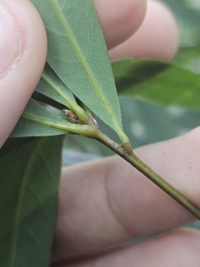 Quercus bambusifolia