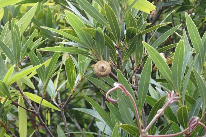 Quercus bambusifolia photo 2