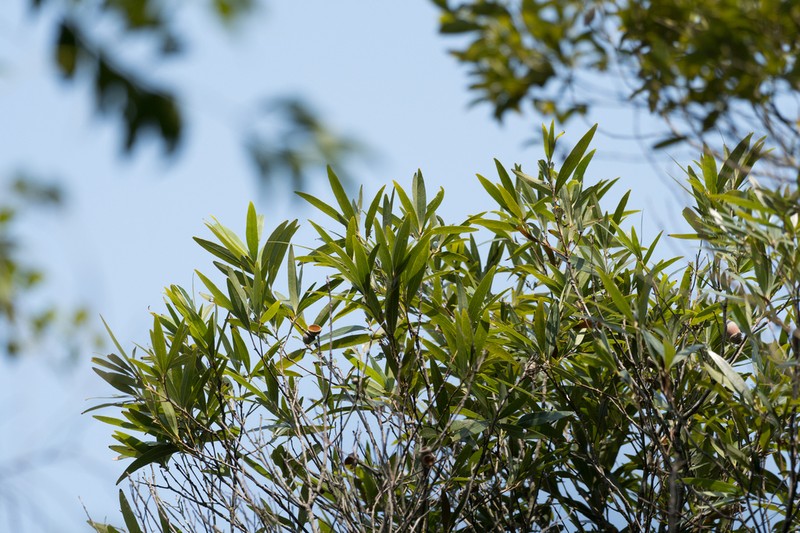 Quercus bambusifolia photo 3