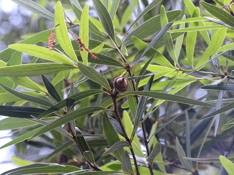 Quercus bambusifolia photo 4