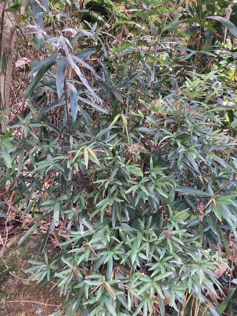 Quercus bambusifolia photo 5