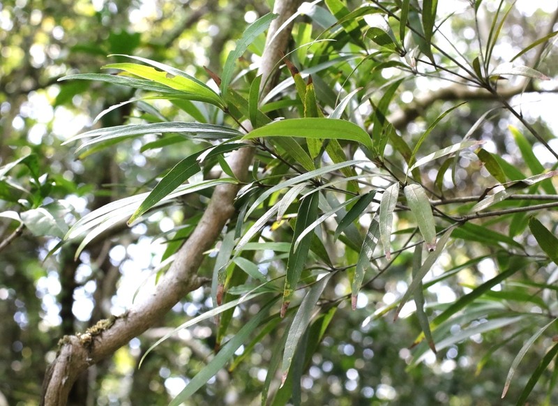 Quercus bambusifolia photo 6