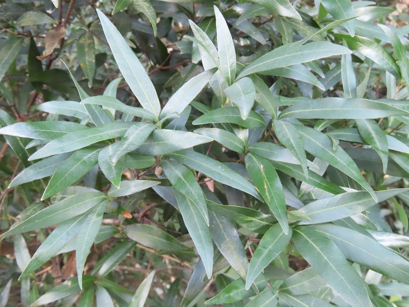 Quercus bambusifolia photo 7