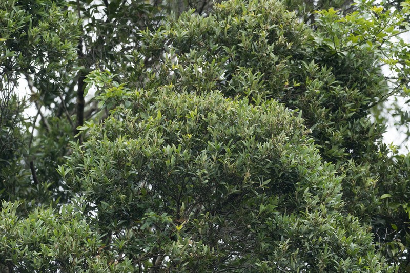 Quercus bambusifolia photo 8