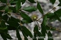 Quercus baronii