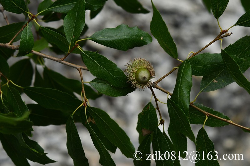 Quercus baronii