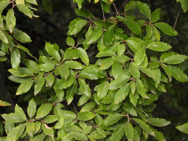 Quercus baronii photo 2