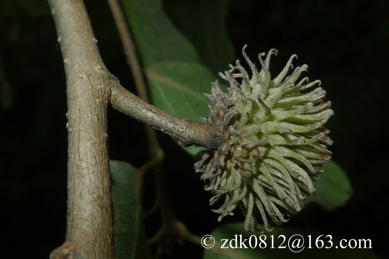 Quercus baronii photo 3