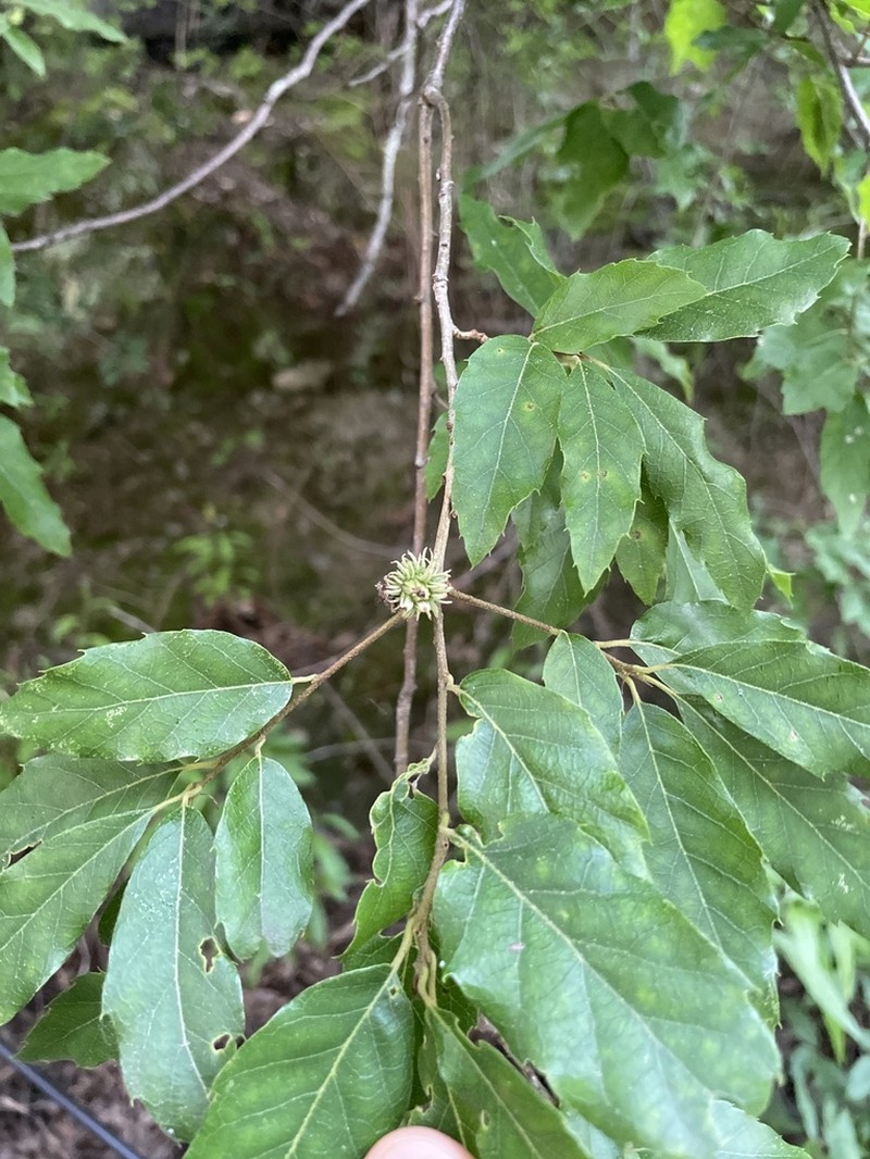 Quercus baronii photo 4