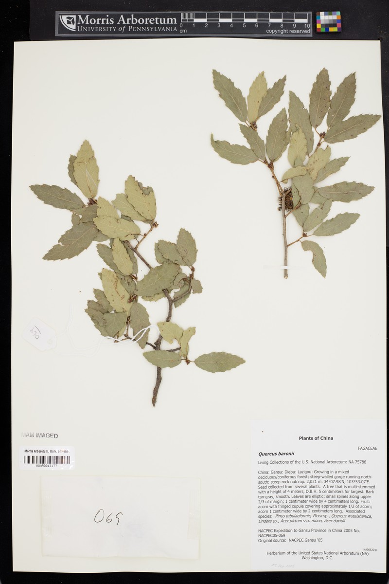 Quercus baronii photo 5